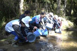 ヤマメ稚魚放流事業