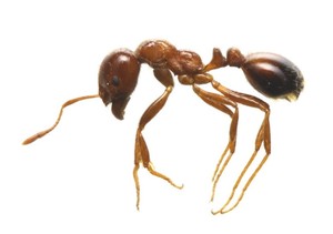 アリの画像