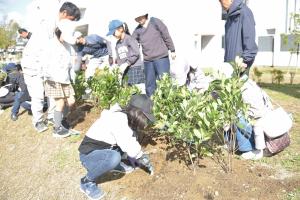植樹体験