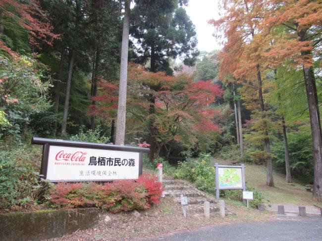 11月17日の紅葉の様子