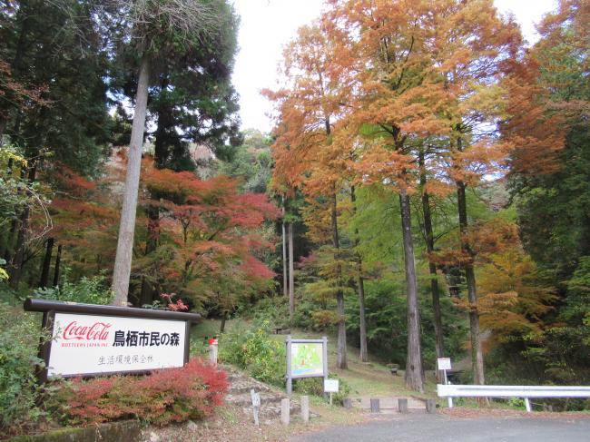 11月20日の紅葉の様子