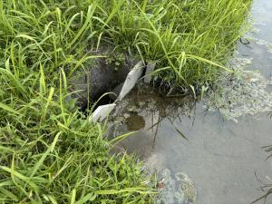 田んぼダム設置状況