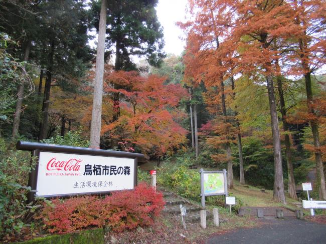 11月25日の紅葉の様子