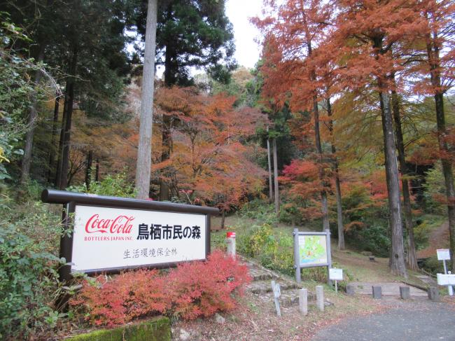 11月28日の紅葉の様子