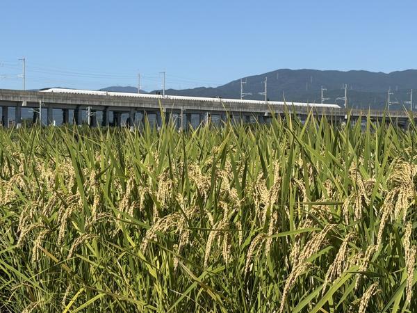 稲作イメージ（収穫時期）