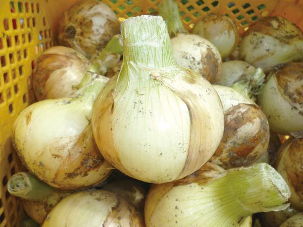 たまねぎイメージ