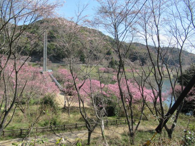 桜の開花状況1