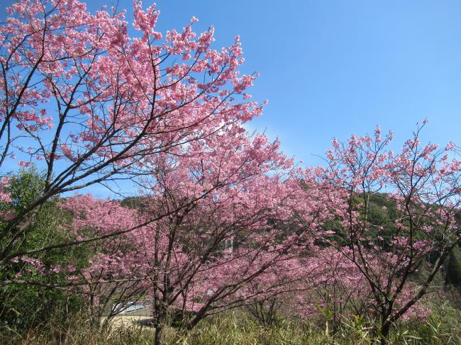 桜の開花状況2