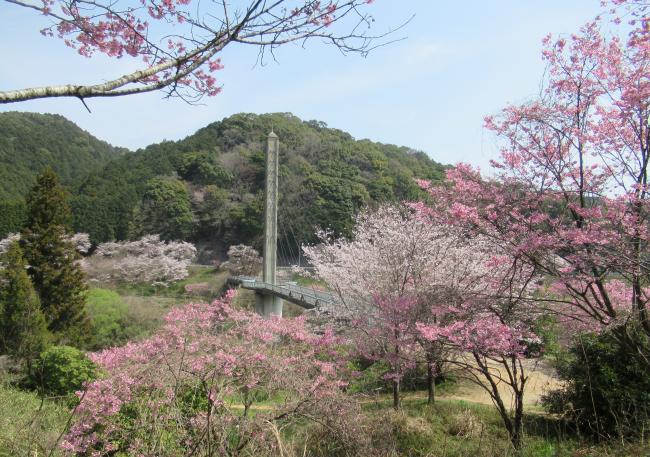 桜の写真1