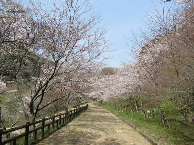 桜の写真2