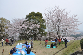 朝日山公園から見える桜の画像１
