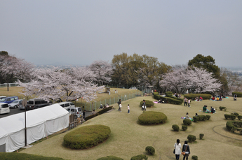 朝日山公園から見える桜の画像2
