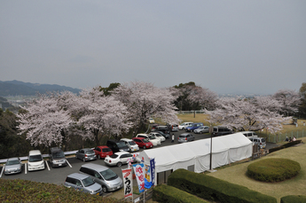朝日山から見える桜の画像１