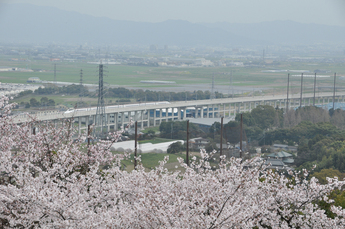 朝日山から見える桜の画像2