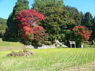 大山祇（おおやまづみ）神社の紅葉の画像