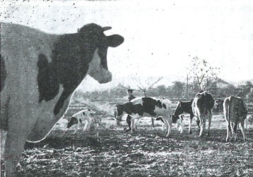 実験農場で育てられる乳牛の画像