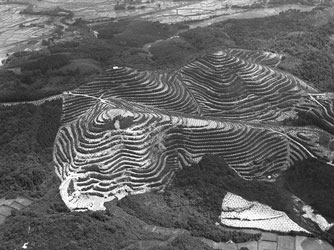 平田町付近のみかん畑（昭和40年頃）の画像