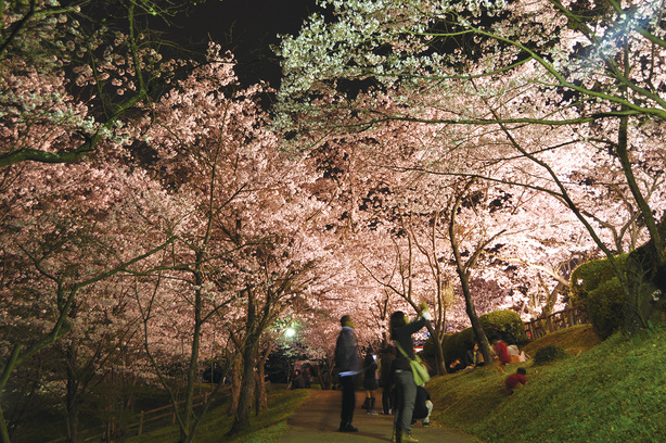 田代公園のライトアップの画像