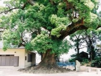 クスノキ（県登録番号：3295）の画像