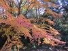秋の画像10
