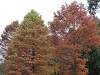 秋の画像14