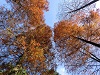 秋の画像15