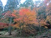 秋の画像17
