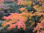 秋の画像28