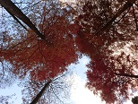 秋の画像31