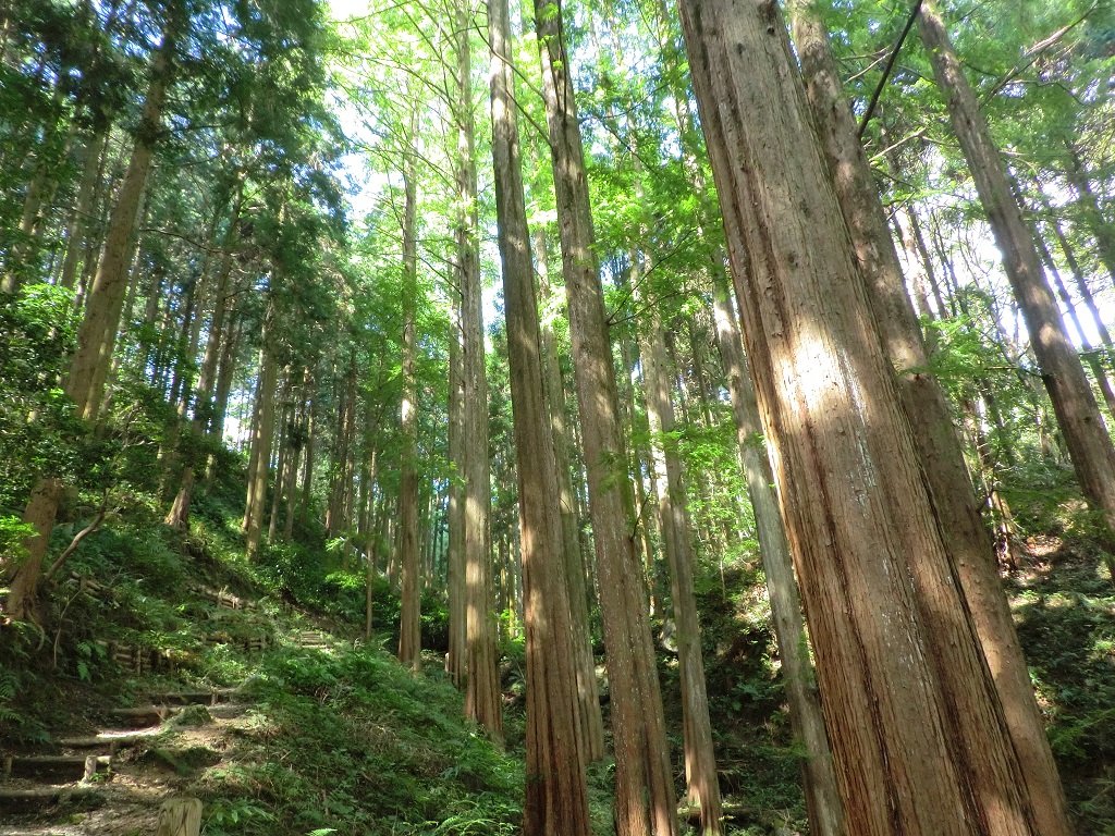 市民の森　ネーミングライツ契約更新についての画像5