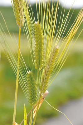 二条大麦（品種名　サチホゴールデン）の画像1