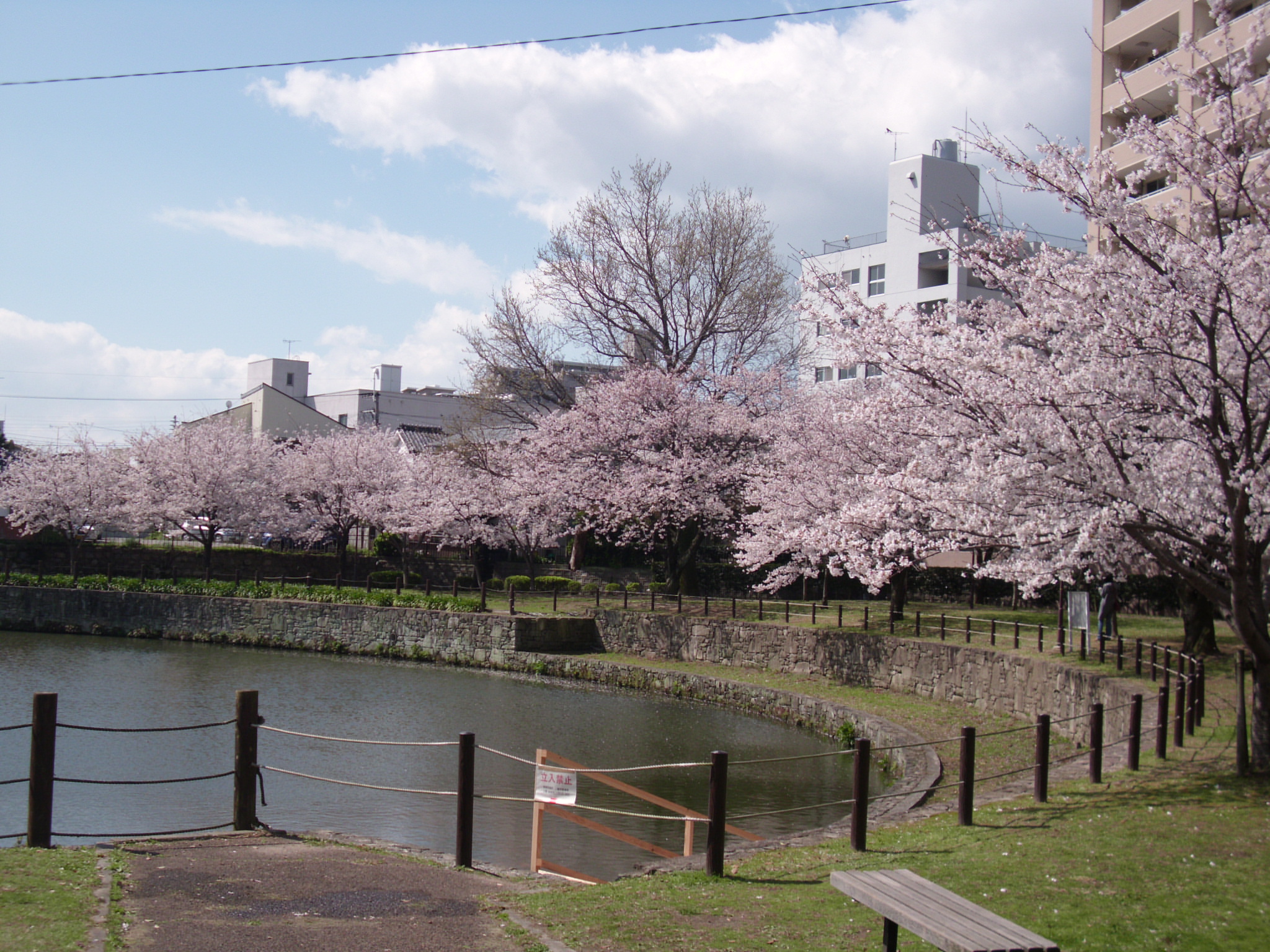 鳥栖中央公園の桜の写真