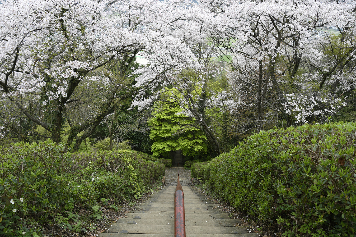 朝日山公の写真