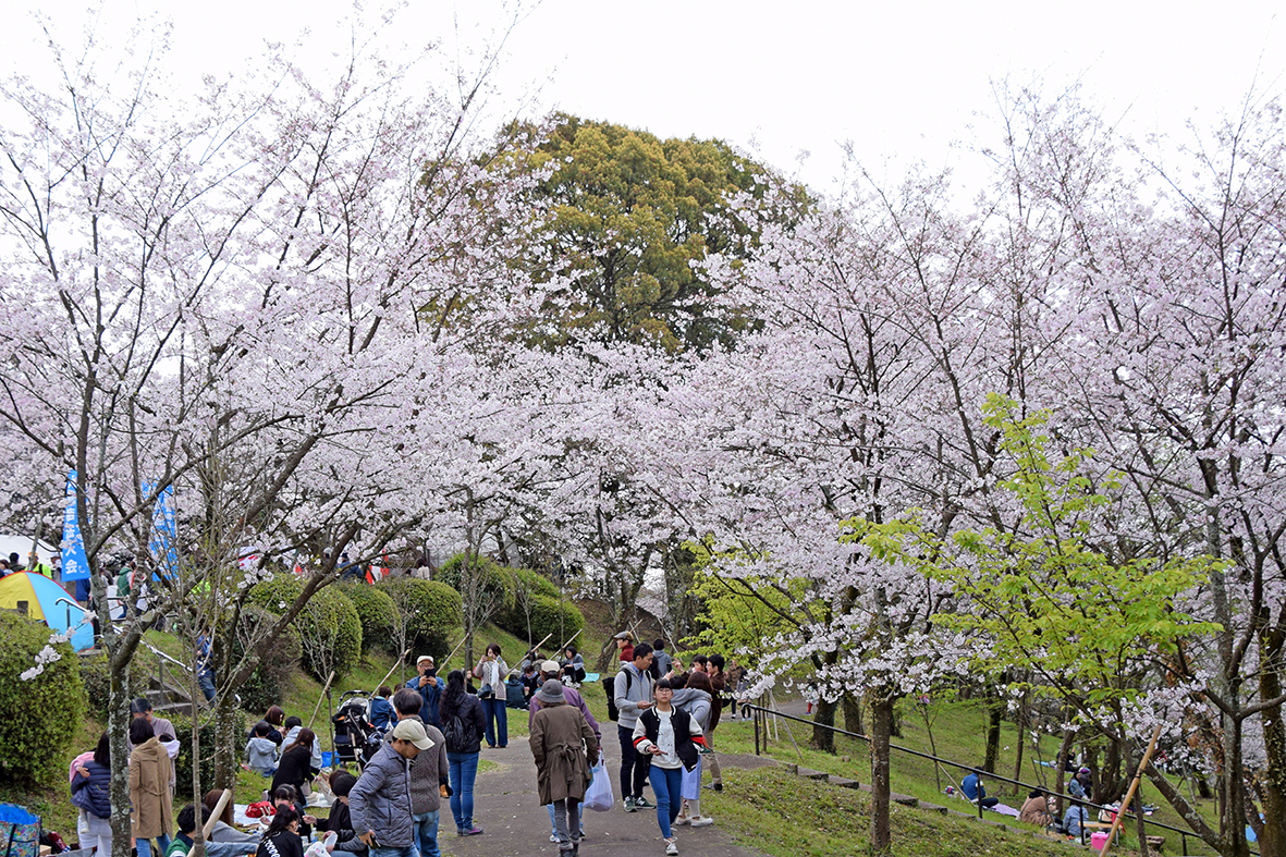 桜の開花シーズンの写真