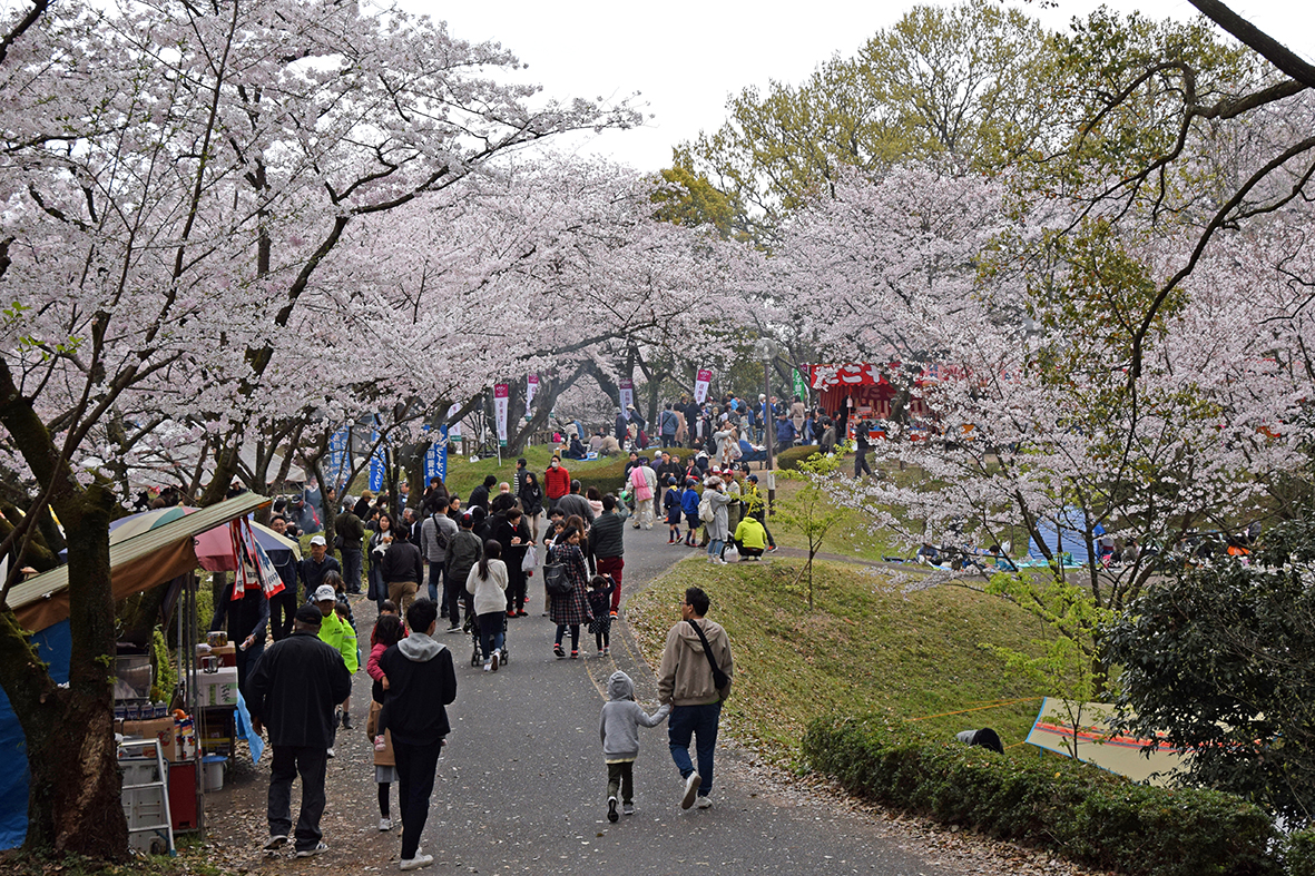 桜の並木道の写真