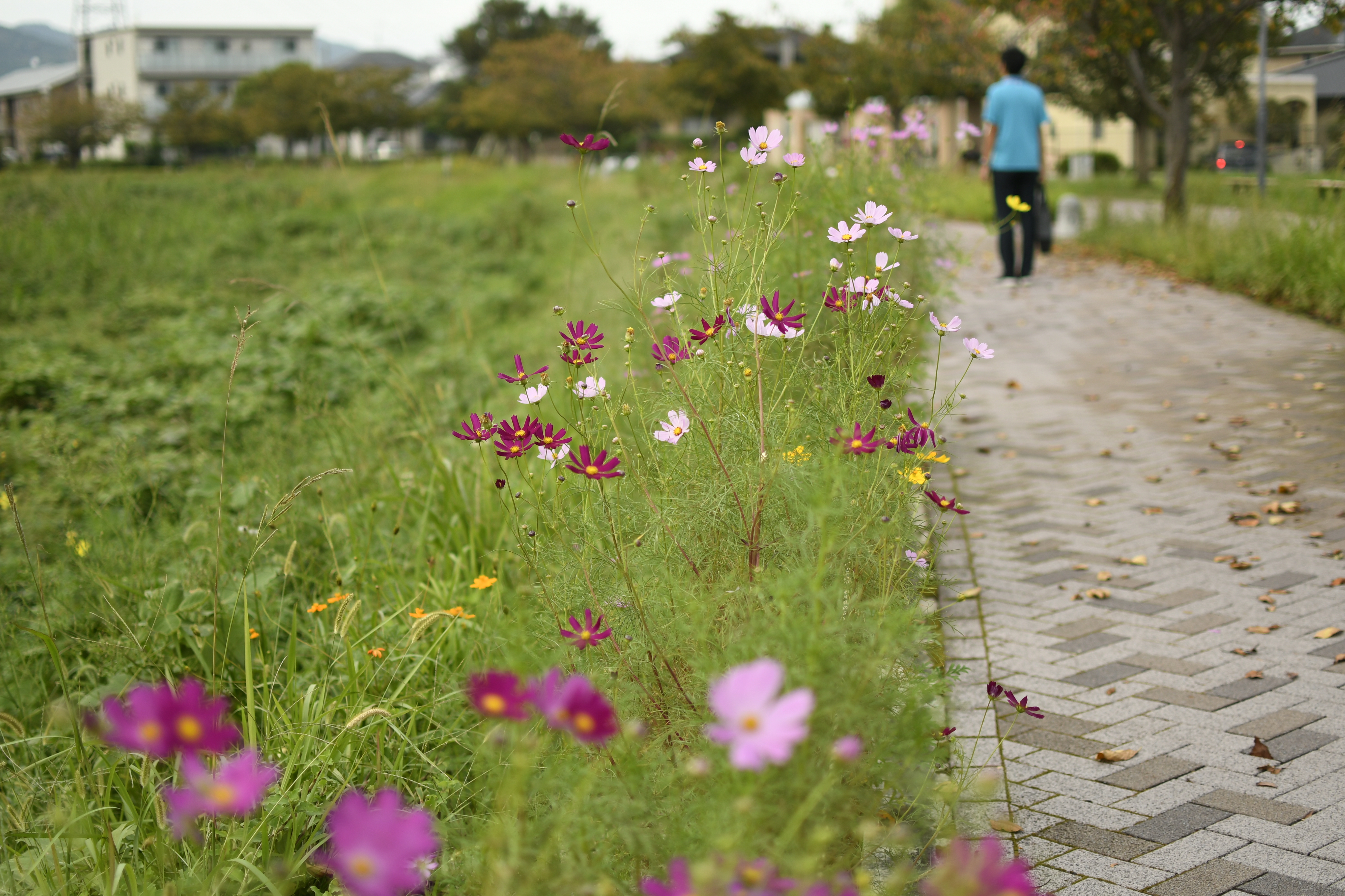 川沿いに咲くコスモスの写真