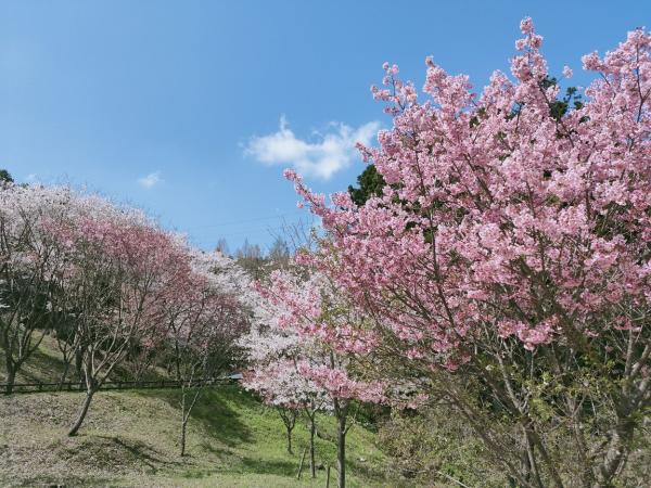 市民の森（春）