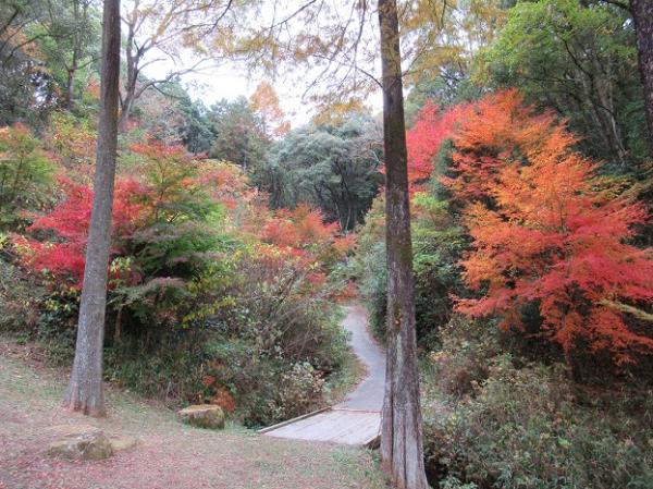 市民の森（秋）